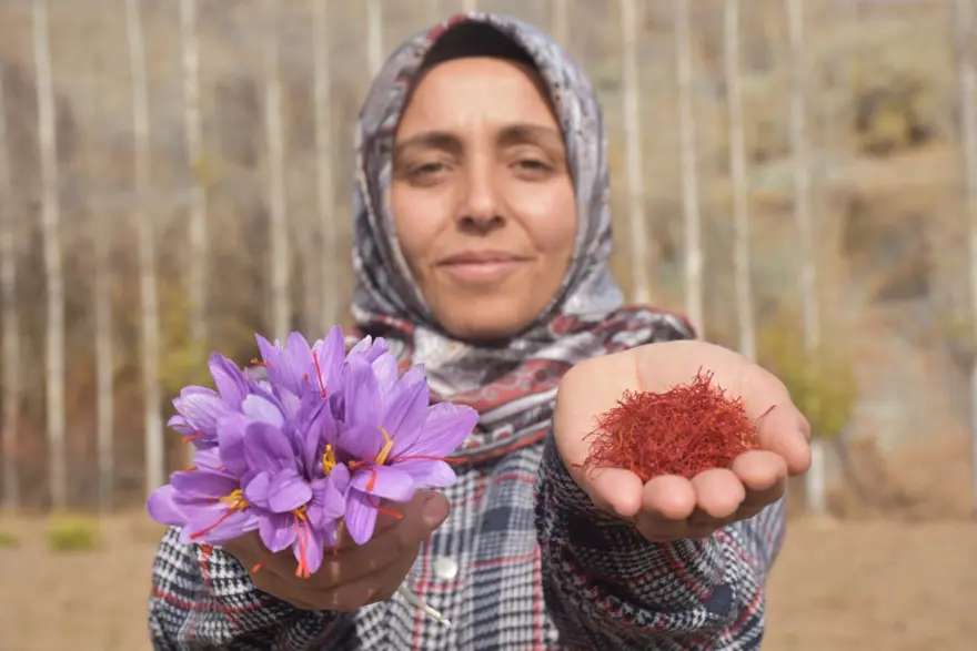 Dünyanın en pahalı baharatı! Yılda bir kez açıyor, tümöre iyi geldiği söyleniyor... Eşine alamamıştı, şimdi üreticisi oldu 3