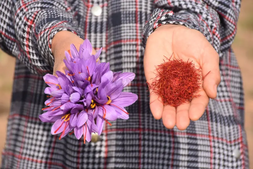 Dünyanın en pahalı baharatı! Yılda bir kez açıyor, tümöre iyi geldiği söyleniyor... Eşine alamamıştı, şimdi üreticisi oldu 4