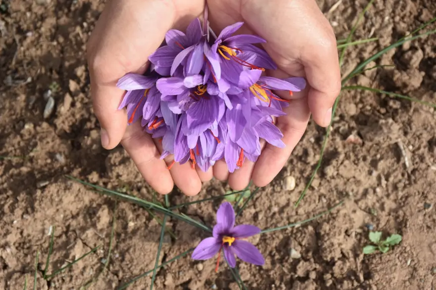 Dünyanın en pahalı baharatı! Yılda bir kez açıyor, tümöre iyi geldiği söyleniyor... Eşine alamamıştı, şimdi üreticisi oldu 