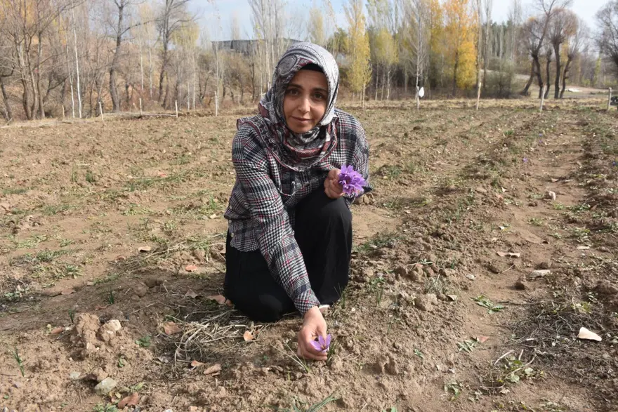 Dünyanın en pahalı baharatı! Yılda bir kez açıyor, tümöre iyi geldiği söyleniyor... Eşine alamamıştı, şimdi üreticisi oldu 1