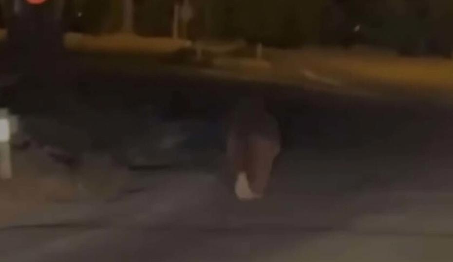 Balkonda uyuyan kişiye saldırıp öldüren ayı vuruldu