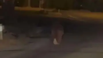 Evinin balkonunda uyurken ayının saldırısına uğrayan kişi öldü