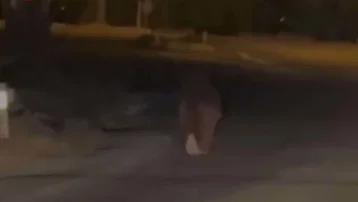 Evinin balkonunda uyurken ayının saldırısına uğrayan kişi öldü
