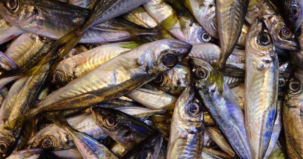 Tezgahlarda hamsinin yerini istavrit aldı. Kilosu 100 TL'den alıcısıyla buluşuyor