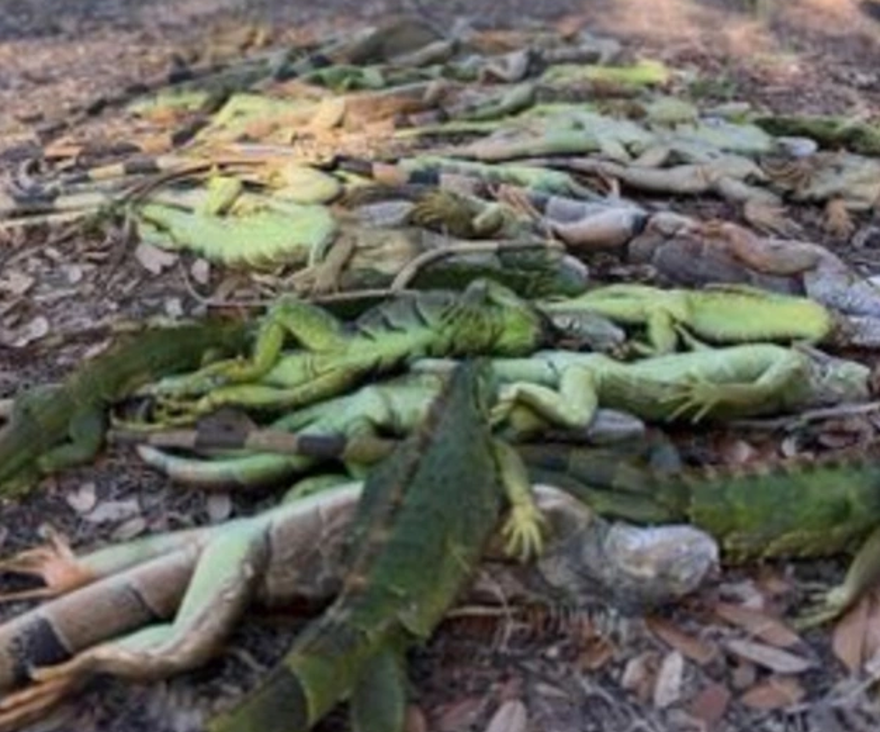 Patır patır düştüler. Gökten iguana yağdı. 1000 tanesi yerden toplandı 4