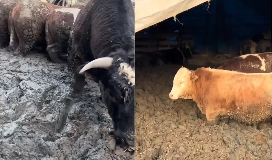 Hayvanlar hızlı kilo alsın diye Kurban Bayramı öncesi insanlık dışı görüntü. Bakanlık inceleme başlattı