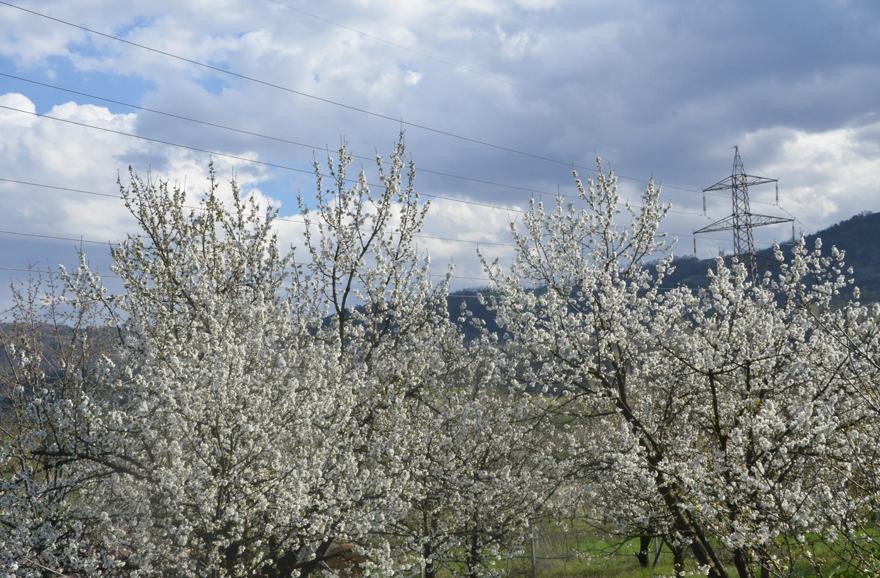 "REKOLTEDE DÜŞÜŞ GÖRÜLDÜ" 1