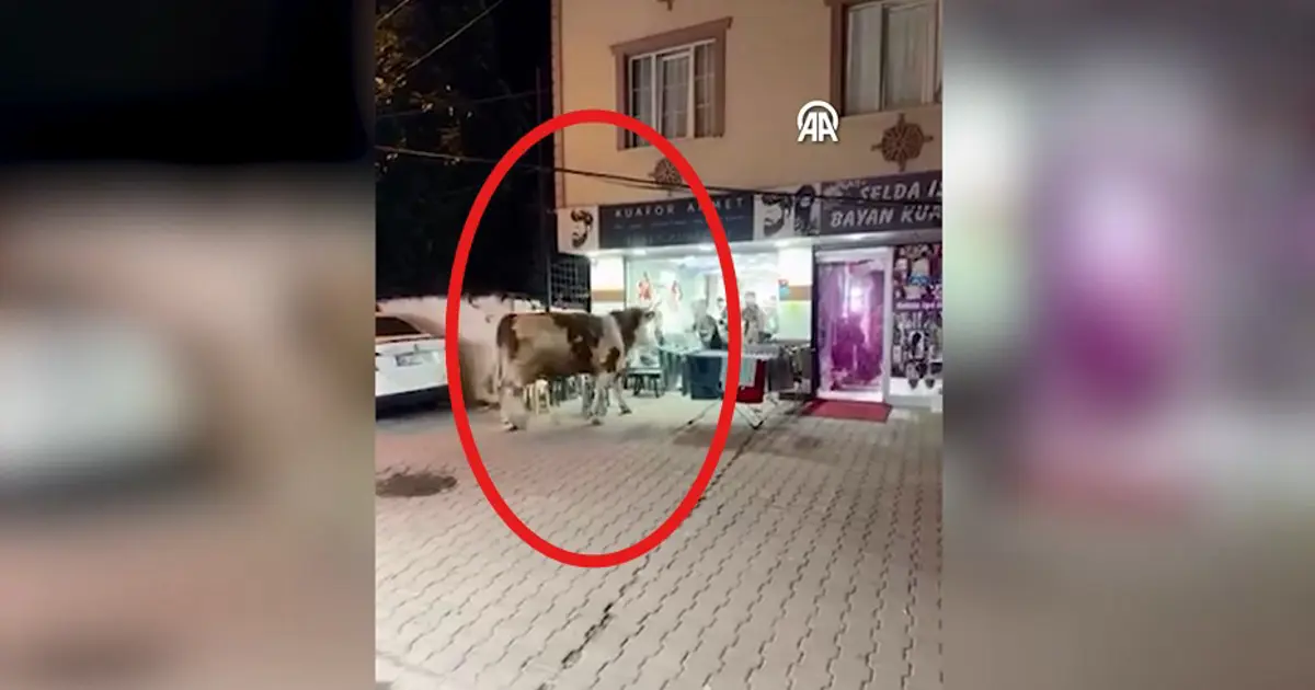 Ortalık savaş alanına döndü: Kaçan kurbanlık camları kırarak kuaför salonuna girdi