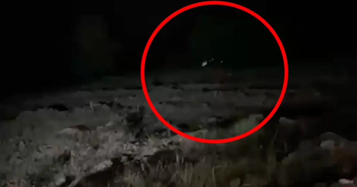Hafif ticari araç uçuruma yuvarlandı. 4 kişi öldü, 5 yaralı var
