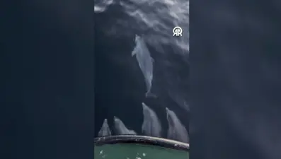 Balıkçı teknesinin yanında yunus sürprizi