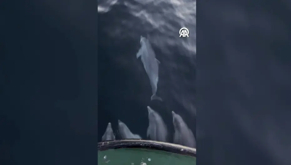 Balıkçı teknesinin yanında yunus sürprizi