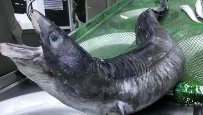 İskenderun&#x27;a özel lezzet: İnce ince dilimlenip tavada pişiriliyor