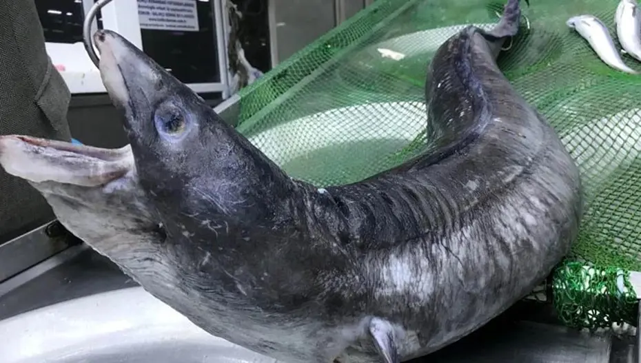 İskenderun'a özel lezzet: İnce ince dilimlenip tavada pişiriliyor