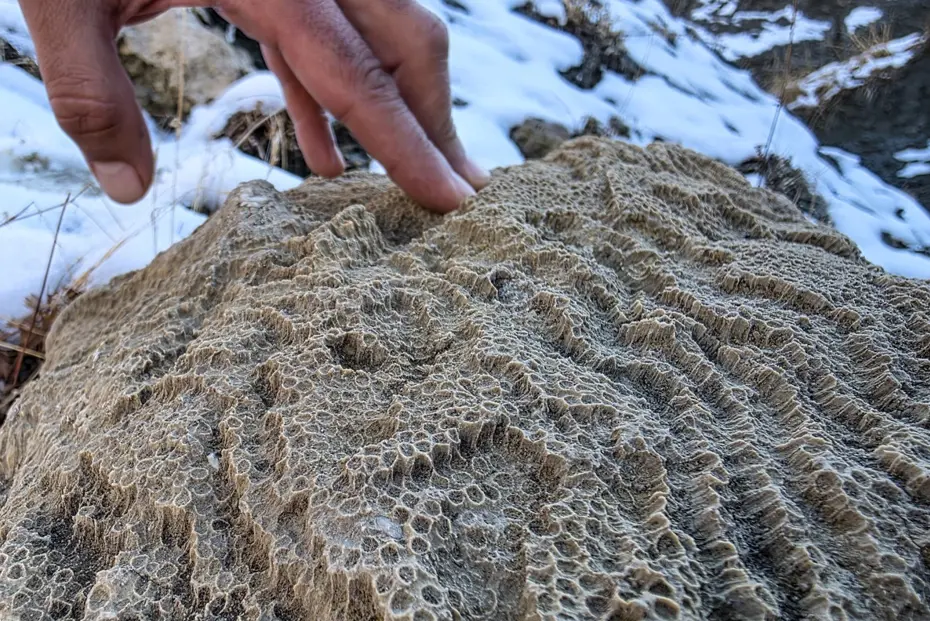 Bingöl'de 50 milyon yıllık deniz canlısı fosilleri bulundu