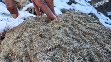 Bingöl'de 50 milyon yıllık deniz canlısı fosilleri bulundu