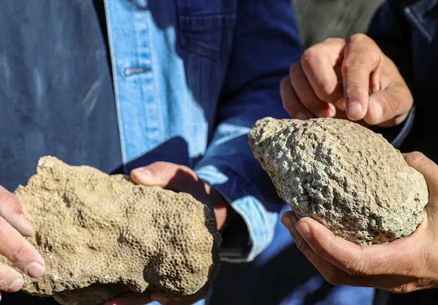 Bingöl'de 50 milyon yıllık deniz canlısı fosilleri bulundu 2