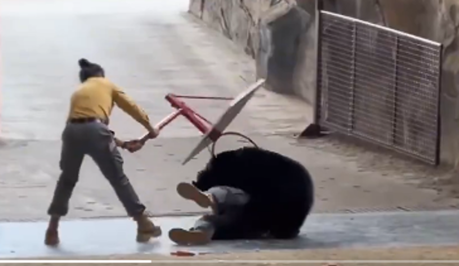 Ayı bakıcısıyla güreşti, basket potası bile ayıramadı