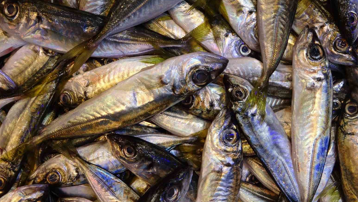 Tezgahlarda hamsinin yerini istavrit aldı. Kilosu 100 TL'den alıcısıyla buluşuyor