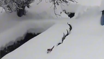 Köfteyi duyan kediler karda tek sıraya girdi