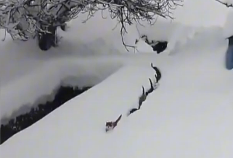 Köfteyi duyan kediler karda tek sıraya girdi