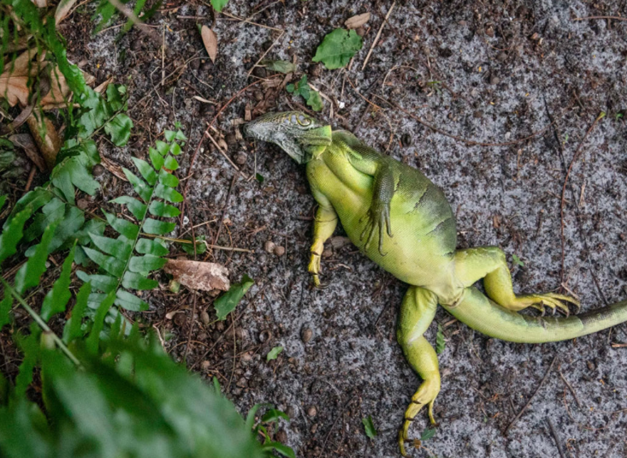 Patır patır düştüler. Gökten iguana yağdı. 1000 tanesi yerden toplandı Patır patır düştüler. Gökten iguana yağdı. 1000 tanesi yerden toplandı