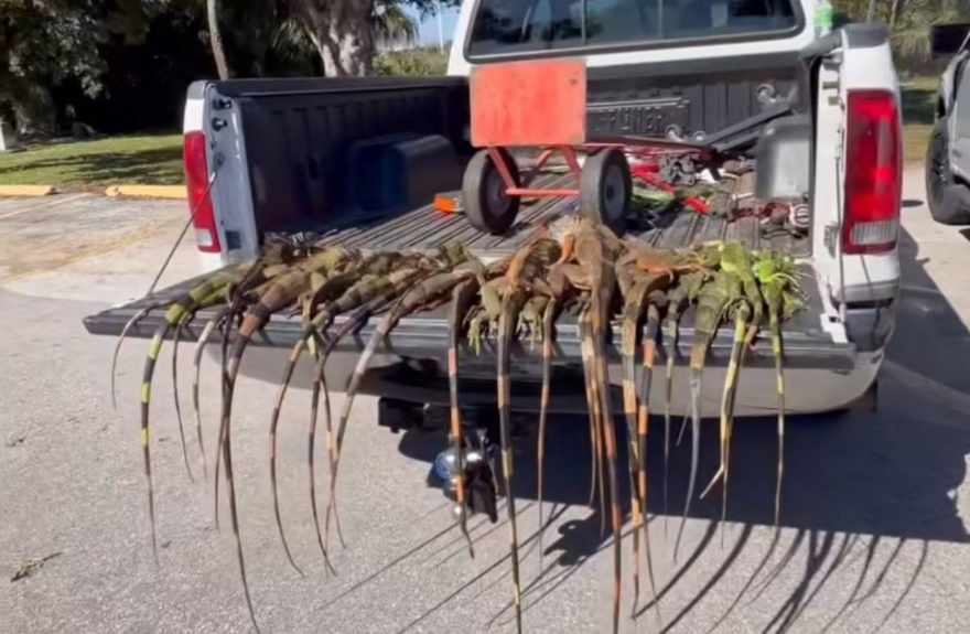 Patır patır düştüler. Gökten iguana yağdı. 1000 tanesi yerden toplandı 1 Patır patır düştüler. Gökten iguana yağdı. 1000 tanesi yerden toplandı 1