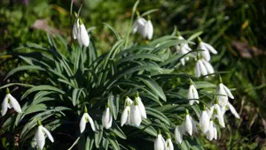 Baharın müjdecisi olarak biliniyor. Bu yıl erkenden açtı
