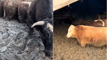 Hayvanlar hızlı kilo alsın diye Kurban Bayramı öncesi insanlık dışı görüntü. Bakanlık inceleme başlattı