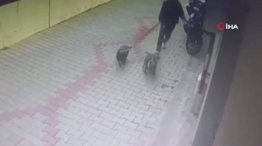 Üç yaşındaki Ada'ya iki köpek saldırdı. Sahibinin köpekleri serbest bıraktığı iddia edildi 5