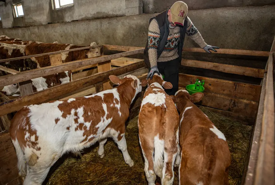 Mühendisliği bırakıp köyüne döndü. Hayvan sayısını kısa sürede 85'e çıkardı 1