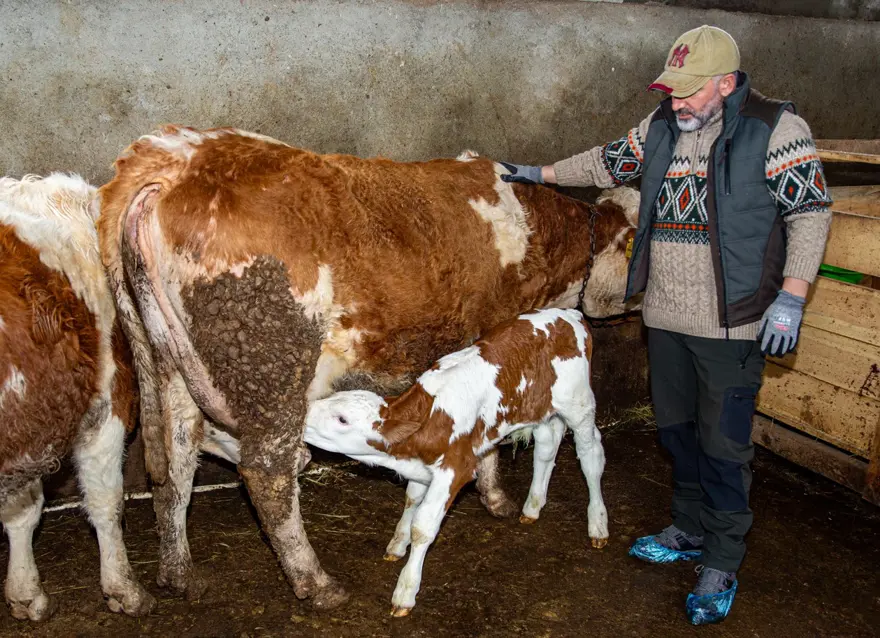 Mühendisliği bırakıp köyüne döndü. Hayvan sayısını kısa sürede 85'e çıkardı 