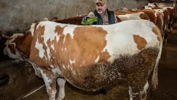 Mühendisliği bırakıp köyüne döndü. Hayvan sayısını kısa sürede 85'e çıkardı