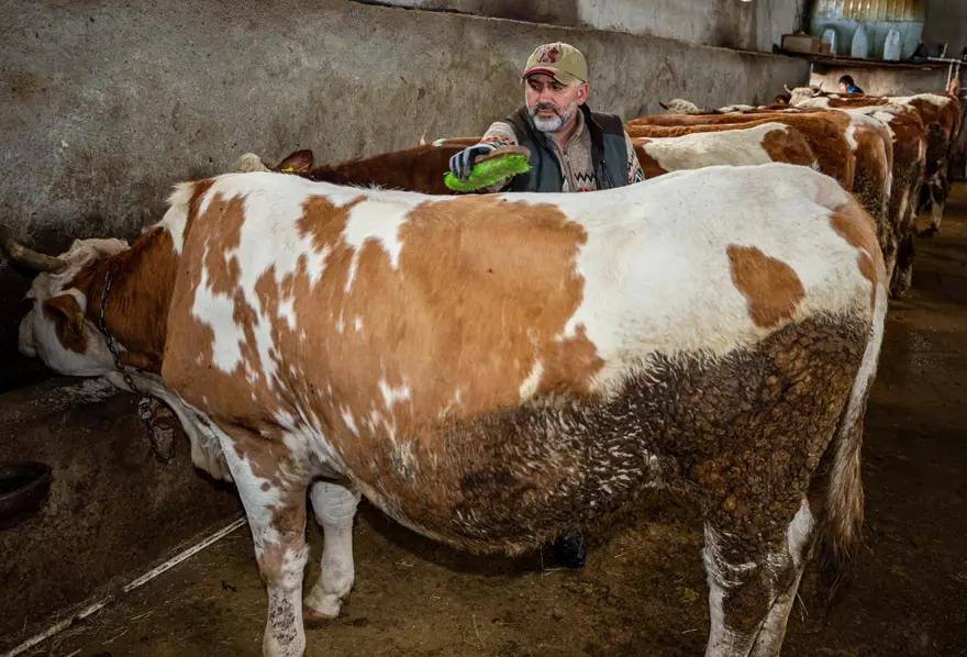 Mühendisliği bırakıp köyüne döndü. Hayvan sayısını kısa sürede 85'e çıkardı 2