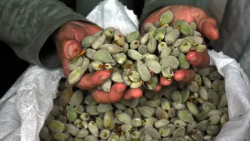 Yüksek fiyatına rağmen pazarda ilgi gördü. Kilosu bin liradan satılıyor