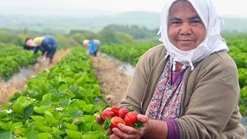 Hasadı her mevsim yapılıyor. Kilosu 200 liradan satışa sunuldu