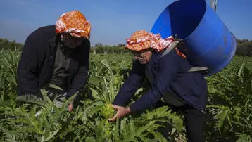Fiyatı 30 liradan başlıyor. Son yağışlar verimi artırdı, sağlığa pek çok faydası var