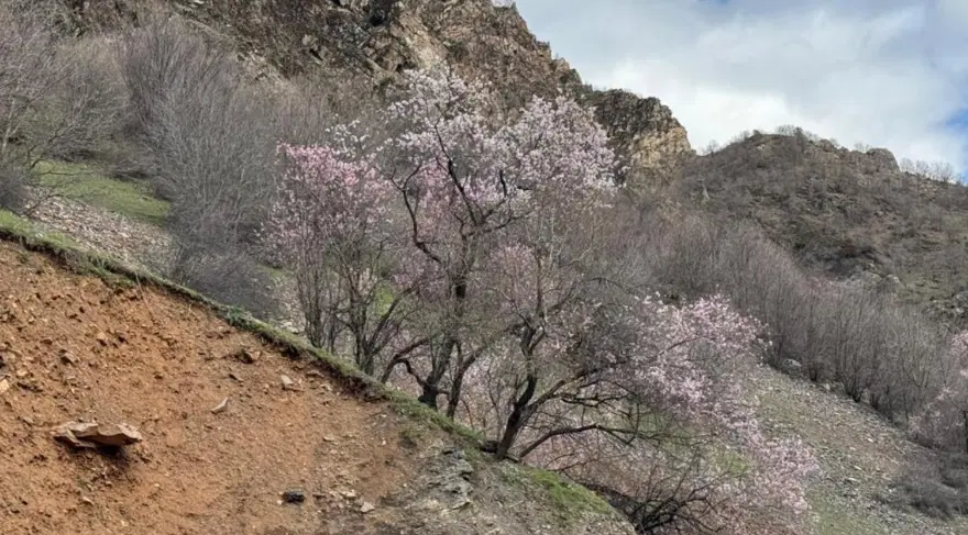 Bölgede renk cümbüşü, badem ağaçları çiçek açtı Bölgede renk cümbüşü, badem ağaçları çiçek açtı