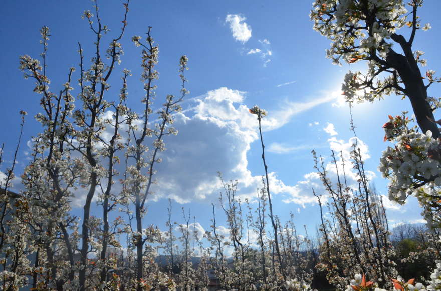 Bu yıl don yaşanmadı. Bursa'ın meyve ağaçları çiçek açtı 