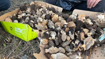 Kilosu bin 500 lira toplayan zengin oluyor. Ormanın kalbinde altın değerinde bolluk