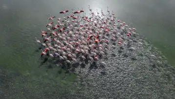 Düden Gölü havalar ısınınca flamingo akınına uğradı