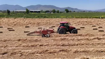 Bir hafta bekletildikten sonra toplanıyor. Zorlu hasat başladı