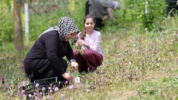 Özel izinle yetiştiriliyor. 3 dönümlük araziye ekti, 600 kilo ürün elde etti