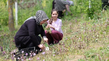 Özel izinle yetiştiriliyor. 3 dönümlük araziye ekti, 600 kilo ürün elde etti