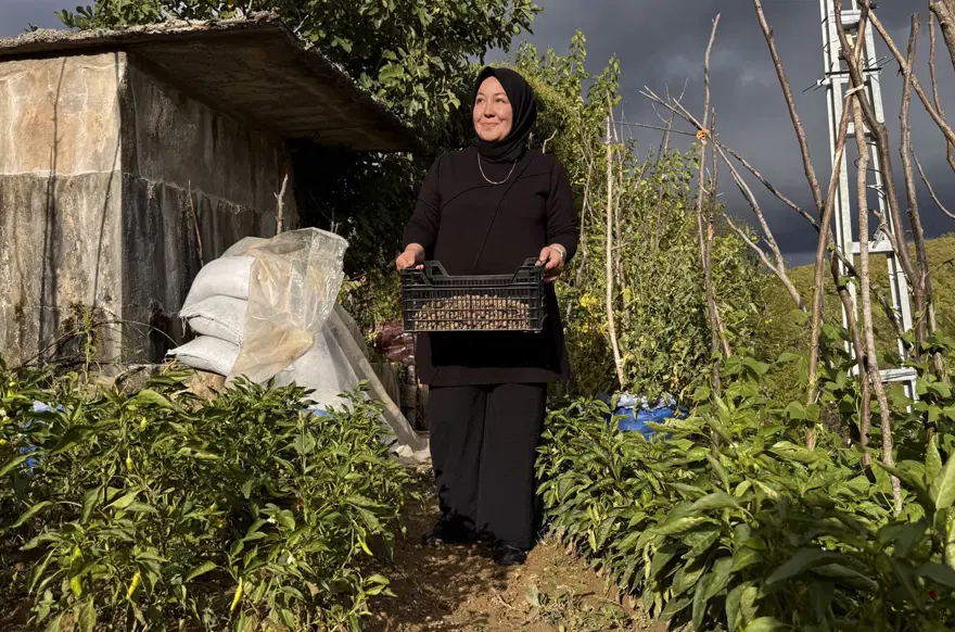 Özel izinle yetiştiriliyor. 3 dönümlük araziye ekti, 600 kilo ürün elde etti 3 Özel izinle yetiştiriliyor. 3 dönümlük araziye ekti, 600 kilo ürün elde etti 3