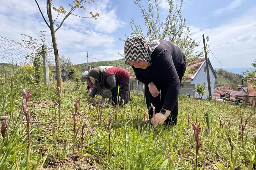Özel izinle yetiştiriliyor. 3 dönümlük araziye ekti, 600 kilo ürün elde etti 2 Özel izinle yetiştiriliyor. 3 dönümlük araziye ekti, 600 kilo ürün elde etti 2