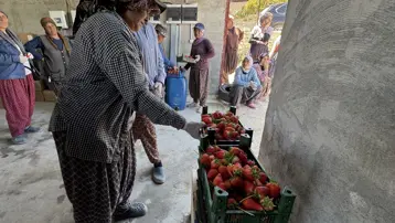 40 ülkeye satılıyor. 20 milyon dolardan fazla gelir elde edildi