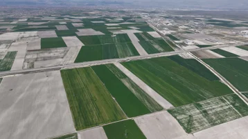 Kuraklık tehlikesi yaşamıştı, yağışlar bereket getirdi. Cumhuriyet tarihinin en yüksek rekoltesi bekleniyor