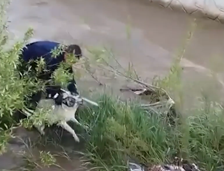 Muş'ta Çar Çayı'na düşen köpek itfaiye eri tarafından kurtarıldı