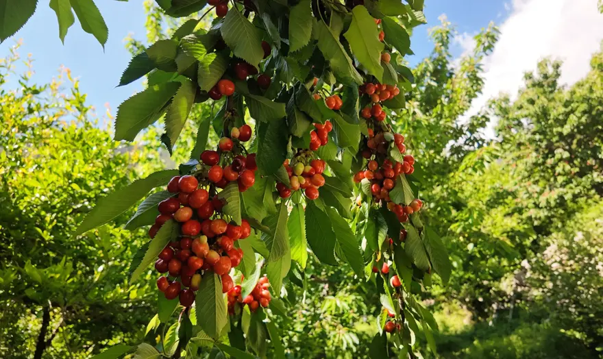 "YAKLAŞIK YÜZDE 75'İ İHRAÇ EDİLİYOR" 3 "YAKLAŞIK YÜZDE 75'İ İHRAÇ EDİLİYOR" 3