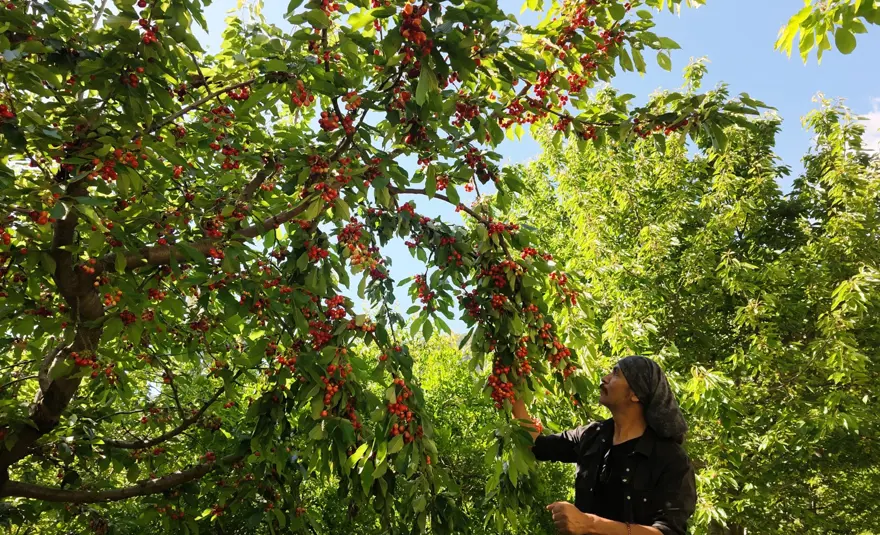 MAHALLENİN GEÇİM KAYNAĞI OLDU 1 MAHALLENİN GEÇİM KAYNAĞI OLDU 1